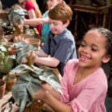 Chicago Exhibition Mandrake Pulling