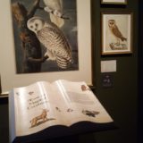 Main exhibit in the Care of Magical Creatures room depicting snowy owls