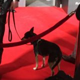 Natalia Tena’s dog Mimosa on the red carpet at the “Origin” series premiere