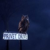 An owl perches on the Privet Drive sign.