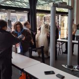 Cesar the No Drama Llama attempting to enter Wizard World Portland