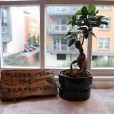 Enchantment Chamber Bowtruckles on windowsill