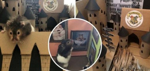 Spud the hamster's adventures