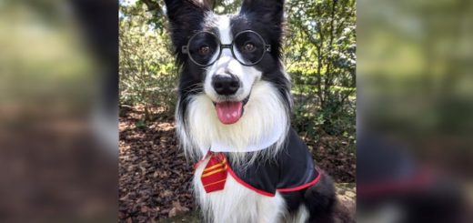 Amos in costume as Hairy Pawter, winner of the 2020 AKC Trick Dog Competition.