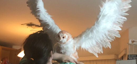 Copper the owl was made by hand by Amber Oliver from Phoenix, Arizona.