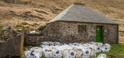 A magical hut surrounded by ready-to-plant trees
