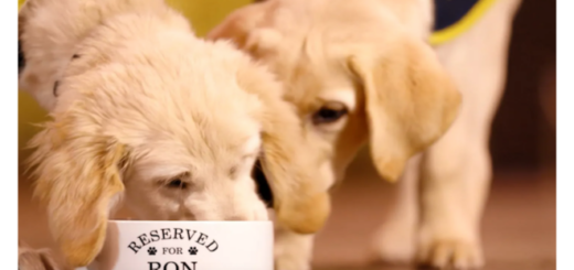 Guide dog eating from a 'Reserved for Ron' dog bowl